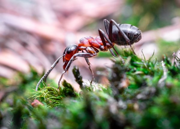 Photo by Michael Willinger from Pexels