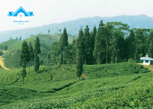 Tea Garden Mangalbare Ilam